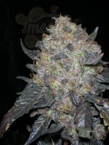 Cali Connection - Blackwater