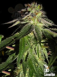 Cali Connection - 818 Headband aka Sour OG