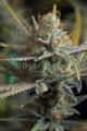 DINAFEM - Amnesia Kush