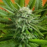 G13 LABS - Auto Pineapple Express