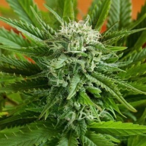 G13 LABS - Auto Pineapple Express
