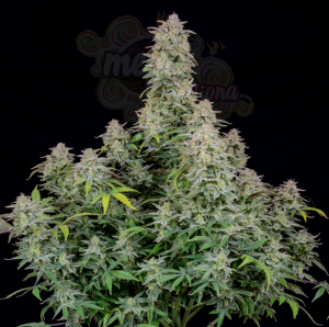 FastBuds - Forbidden Runtz Auto