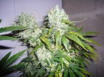 Super Skunk