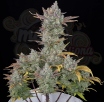 FastBuds - Gorilla Cookies Auto
