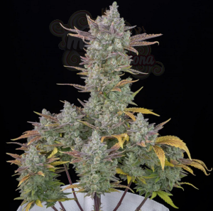 FastBuds - Gorilla Cookies Auto
