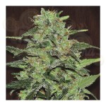 FASTBUDS - Strawberry Banana Auto
