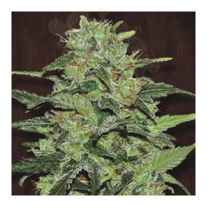 FASTBUDS - Strawberry Banana Auto