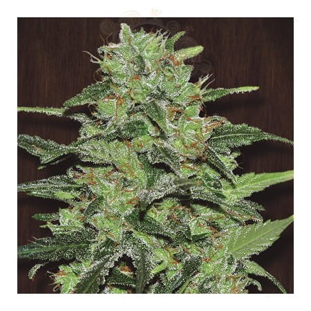 FASTBUDS - Strawberry Banana Auto