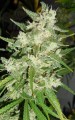 FASTBUDS - Strawberry Banana Auto