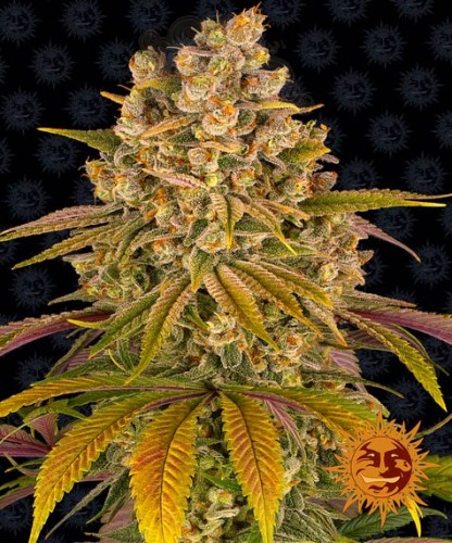 BARNEY'S FARM - Lemon Tree