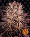 BARNEY'S FARM - Mimosa x Orange Punch