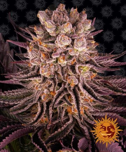 BARNEY'S FARM - Mimosa x Orange Punch