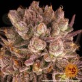 BARNEY'S FARM - Mimosa x Orange Punch
