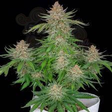 FastBuds - Strawberry Pie Auto
