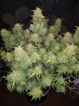 FastBuds - Amnesia Haze Auto