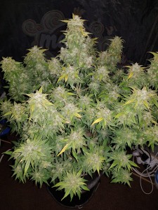 FastBuds - Amnesia Haze Auto