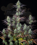 FastBuds - Mimosa Cake Auto