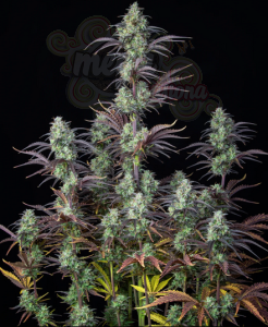 FastBuds - Mimosa Cake Auto