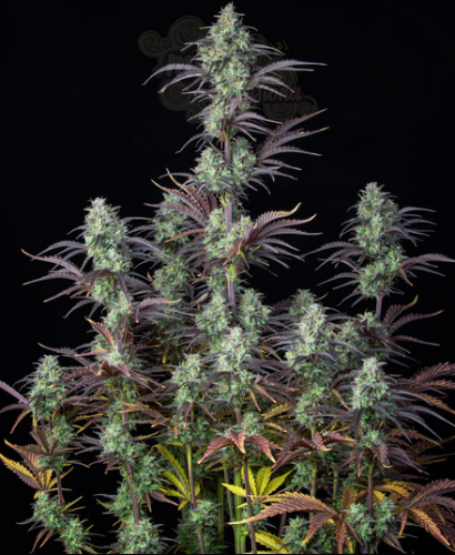 FastBuds - Mimosa Cake Auto