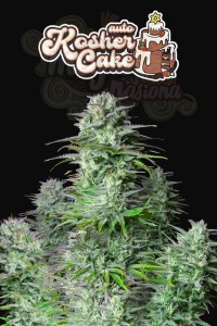 FastBuds - Kosher Cake Auto