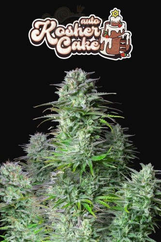 FastBuds - Kosher Cake Auto