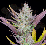 FastBuds- Wedding Glue Auto