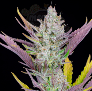 FastBuds- Wedding Glue Auto