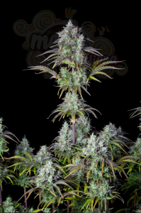 FastBuds - Big Bud Auto