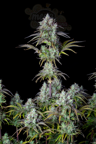 FastBuds - Big Bud Auto
