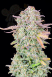 FastBuds - Trainwreck Auto