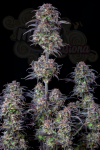 FastBuds - Blueberry Auto