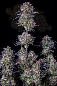 FastBuds - Blueberry Auto