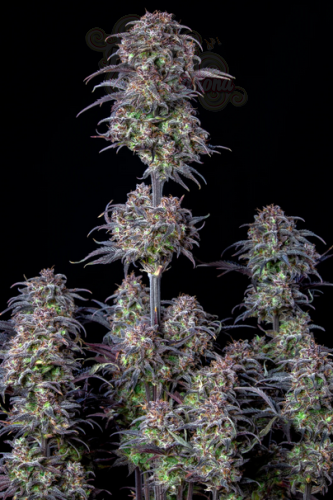 FastBuds - Blueberry Auto
