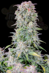 FastBuds - Afghan Kush Auto
