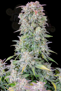 FastBuds - Afghan Kush Auto