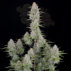 FastBuds - Wedding Cheesecake Auto