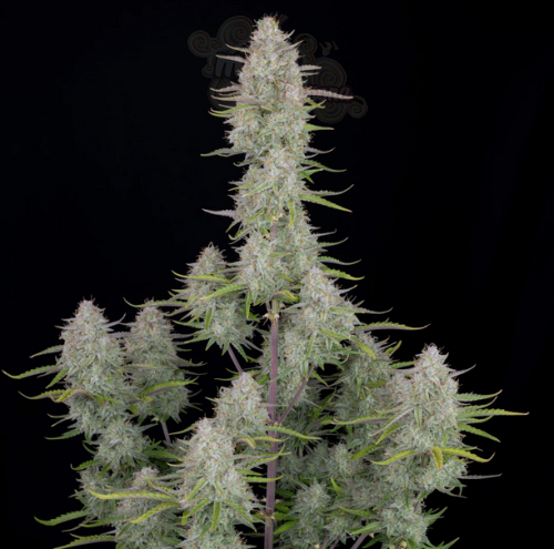 FastBuds - Wedding Cheesecake Auto