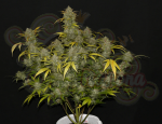 FastBuds - Gelato Auto