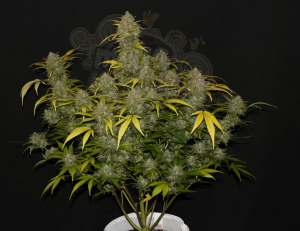 FastBuds - Gelato Auto