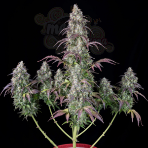 FastBuds - Lemon Pie Auto