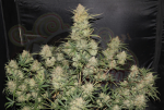 FastBuds - OG Kush Auto