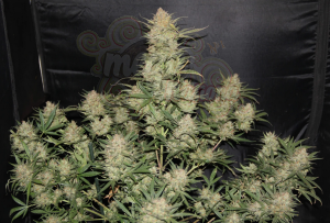FastBuds - OG Kush Auto