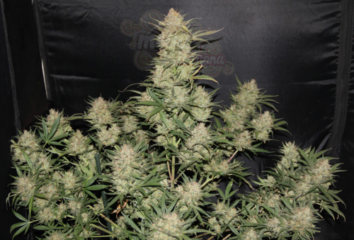 FastBuds - OG Kush Auto