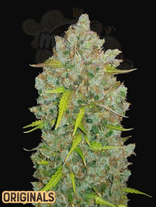 FastBuds - Bubblegum Auto