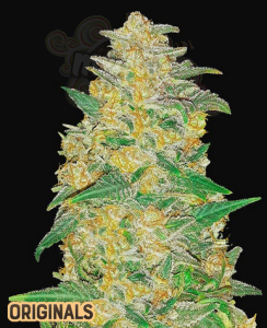 FastBuds - AK Auto