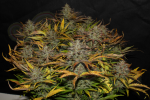 FastBuds - Cheese Auto