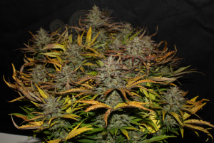FastBuds - Cheese Auto