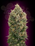ADVANCED SEEDS - Auto Black Diesel