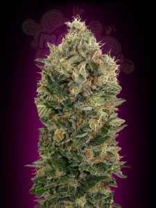 ADVANCED SEEDS - Auto Black Diesel