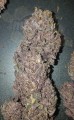 FASTBUDS - Blackberry Auto